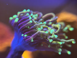 KORALLE 7 - DRAGON SOUL TORCH - Oliver Bartels ​​