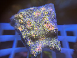 KORALLE 27 - CARNIVAL CHALICE - FREI ZUM KAUF