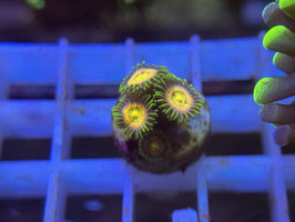 KORALLE 88 - LASER LEMON ZOANTHUS