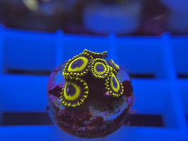 KORALLE 63 - LA LAKERS ZOANTHUS