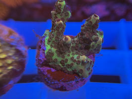 KORALLE 80 - JR ACROPORA FLAMING PIKATCHU - Atze S. ​​