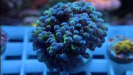 KORALLE 14 - GREEN / PURPLE FROGSPAWN
