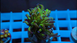 KORALLE 40 - GRAFTED BICOLOR PARAANCORA