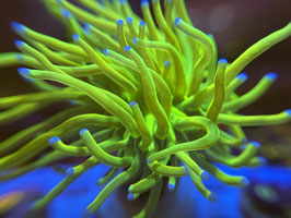 KORALLE 60 - HOLY GRAIL TORCH - Touchpadplayer ​