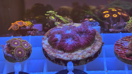 BLUE INFUSION FAVIA