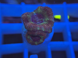 KORALLE 87 - YELLOW PINK ACAN
