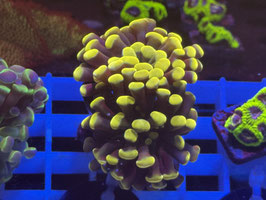 GOLD NUGGET EUPHYLLIA - 2 HEADS