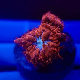 BLASTOMUSSA MERLETTI