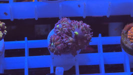 KORALLE 33 - BLASTOMUSS MERLETTI MULTICOLOR - @sabrinasaen ​  #1 ​