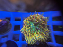 Koralle 24 - RAINBOW FUNGIA