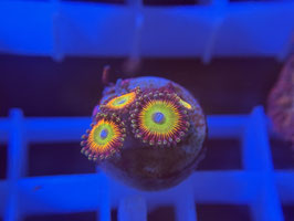 KORALLE 32 - RAINBOW RAPTOR ZOANTHUS -  Manuel Hartmann ​​