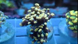 KORALLE 75 - GOLD NUGGET PARAANCORA