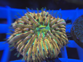 KORALLE 89 - RAINBOW FUNGIA