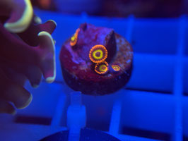 KORALLE 71 - FROOT LOOP ZOANTHUS - FREI ZUM KAUF