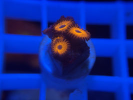 KORALLE 12 - KED RED ZOANTHUS - FREI ZUM KAUF