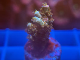 KORALLE 77 - Acropora Tenius walt disney style - @andreriethmuller7655 ​​