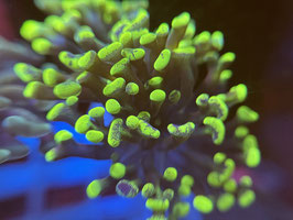 KORALLE 99 - SPLATTER TIP PARAANCORA