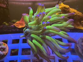 KORALLE 7 - TWO TONE PARAANCORA