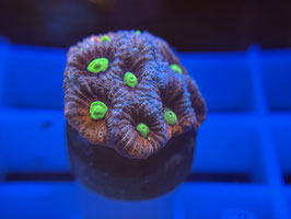 KORALLE 65 - KILL BILL FAVIA