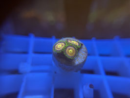KORALLE 43 - LASER LEMON ZOANTHUS - @Bettina-r8r ​​