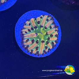 RAINBOW FUNGIA - AQUACULTURED