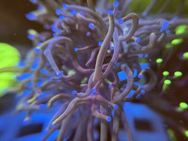 KORALLE 95 - RAPUNZEL TORCH - FREI ZUM KAUF