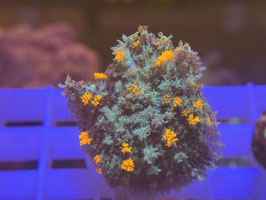 KORALLE 57 - ORANGE BUBBLE BOUNCE MUSHROOM