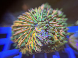 KORALLE 23 - RAINBOW FUNGIA - 10cm - FREI ZUM KAUF