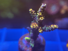 KORALLE 76 - FLAMING PIKATCHU ACROPORA - braunschweig_reefer ​​