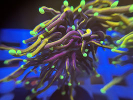 KORALLE 4 - DARK HELLFIRE TORCH - FREI ZUM KAUF