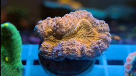 KORALLE 14 - LOBOPHYLLIA ORANGE / PINK