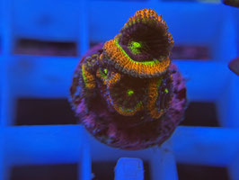 KORALLE 83 - HOLY GRAIL MICROMUSSA - Bastian Kaltofen Mitglied (1 Jahr) ​