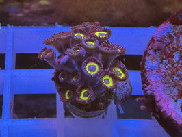 KORALLE 12 -  LEMON DROPS ZOANTHUS