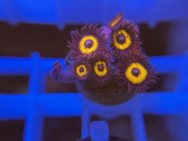 KORALLE 35 - JOHNNY PUMPKIN SEEDS ZOANTHUS - Monique (Assassine) ​​