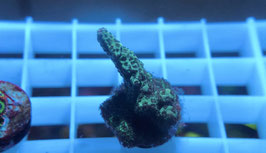 KORALLE 41 - ACROPORA MILLEPORA