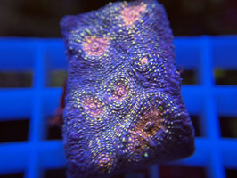 Koralle 24 - ULTRA CARNIVAL CHALICE