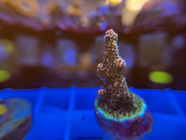 KORALLE 67 - ACROPORA PEACHY MILLEPORA - Morpheus the Sniper ​​