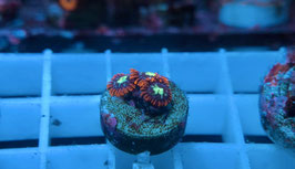 KORALLE 64 - firefly Zoanthus