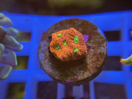 KORALLE 26 - LAVA GOBLIN FAVIA - FREI ZUM KAUF