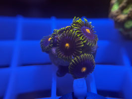KORALLE 69 - BUMBLE BEE ZOANTHUS - reefer1984we ​​