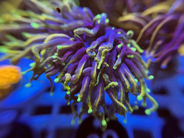 KORALLE 89 - Touchpadplayer ​