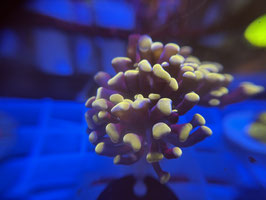 KORALLE 67 - PURPLE STEMP GOLD TIP PARAANCORA - @Bettina-r8r ​​