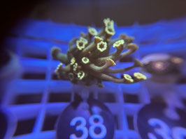 KORALLE 38 - ULTRA ALVEOPORA - FREI ZUM KAUF