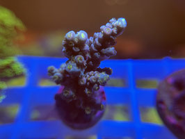 KORALLE 21 - ACROPORA TENIUS