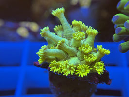 KORALLE 64 - ULTRA YELLOW GONIOPORA - Bastian Kaltofen Mitglied (1 Jahr) ​