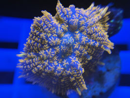 Koralle 2 - ORANGE DELIGHT RHODACTIS - rene mathee ​​