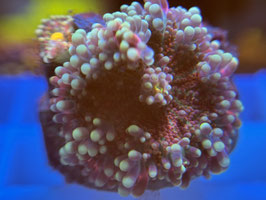 KORALLE 65 - MULTICOLOR RICORDEA YUMA - Yasha’S Tank ​