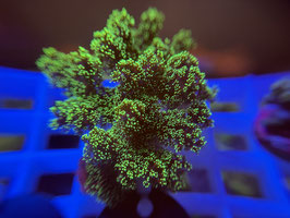 Koralle 20 - STYLOPHORA ULTRA GREEN
