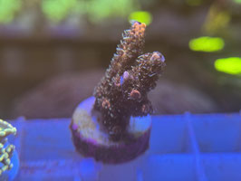 KORALLE 76 - RED ACROPORA MILLEPORA