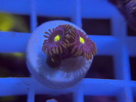 KORALLE 26 - ALIEN ORGASM ZOANTHUS - @Bettina-r8r ​​